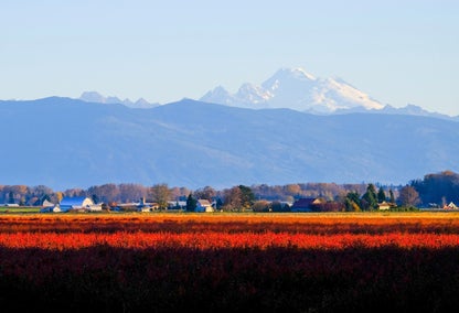 Wheat field and farmhouses during sunrise in Bow, WA with mountain ranges in background