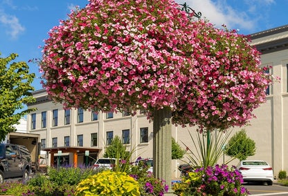 Pink flowers on lamppost in downtown Lynden, WA